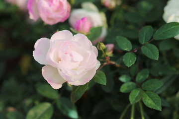 月季花