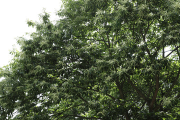 板栗树