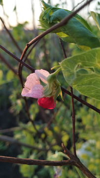 豌豆花