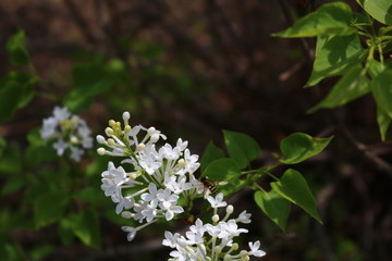 丁香花开