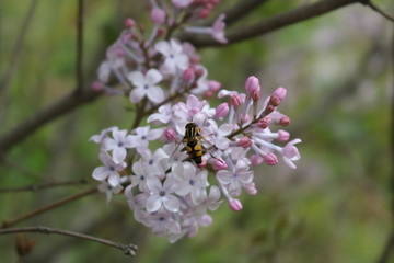 蜜蜂