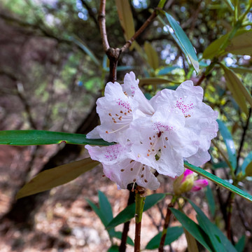 杜鹃花 卡定沟