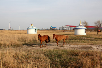 马 动物 草原