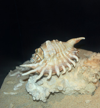 贝壳标本