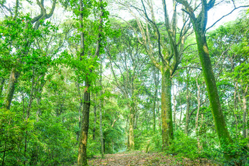 阳光绿树林原始森林