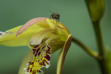 昆虫 小花