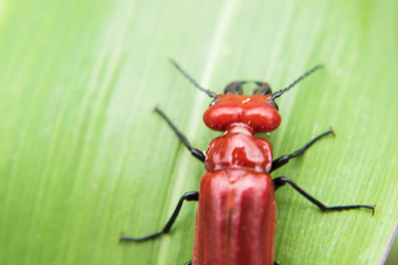 昆虫 小花
