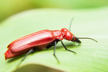 昆虫 小花