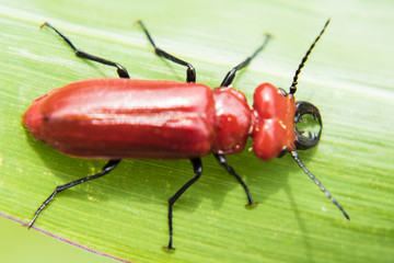 昆虫 小花