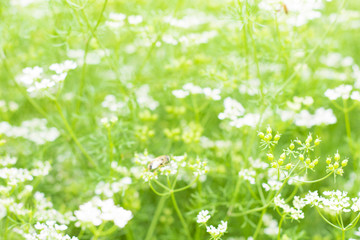 昆虫 小花