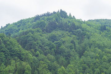 山林 树林