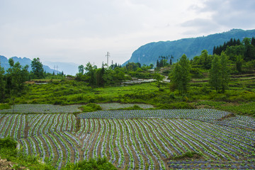 庄稼地