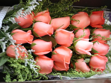 玫瑰花