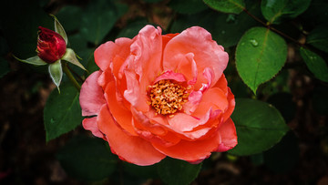 花卉一览