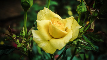 花卉一览