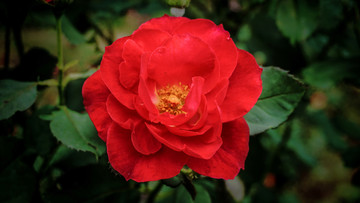 花卉一览