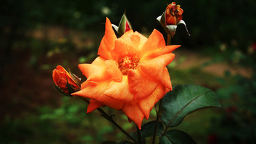 花卉一览