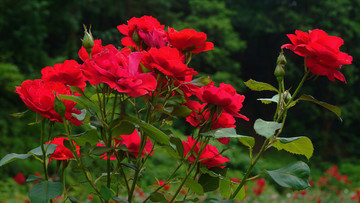 花卉近景