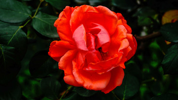 花卉一览
