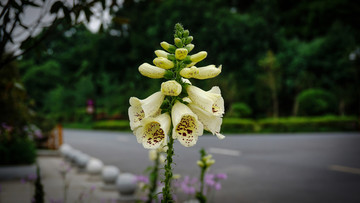 花卉一览