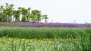 薰衣草花海景观