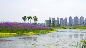 薰衣草花海景观