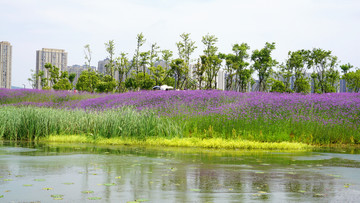 薰衣草花海景观