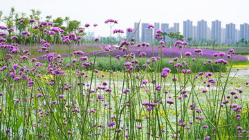 薰衣草花海景观