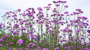 薰衣草花海