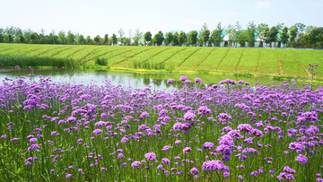 薰衣草花海