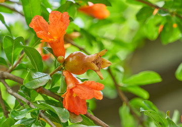 高清石榴花