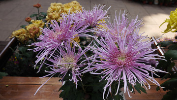 菊花