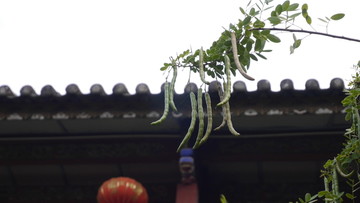 豆角