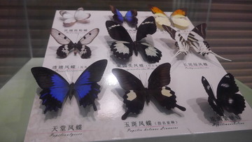 蝴蝶标本