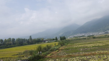 麦田