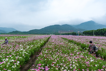 宁波荪湖花海