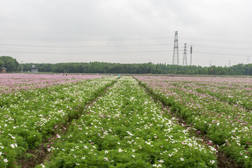 宁波荪湖花海