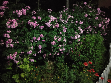 蔷薇夜景 夜间实拍