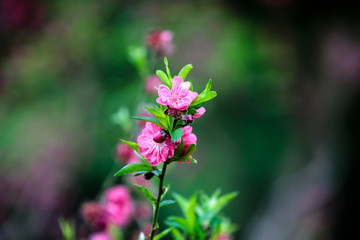 桃花