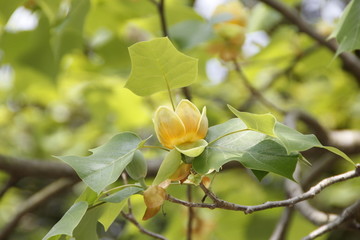 鹅掌楸