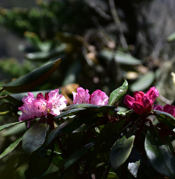 杜鹃花 索玛花