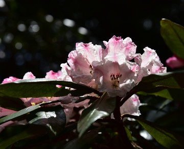 杜鹃花 索玛花