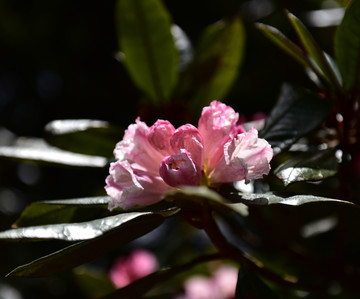 杜鹃花 索玛花