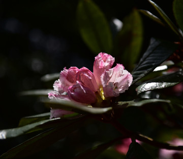 杜鹃花 索玛花
