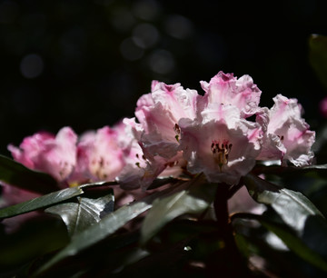 杜鹃花 索玛花