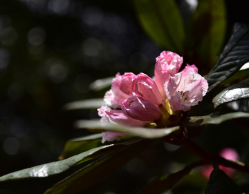 杜鹃花 索玛花