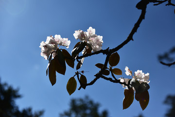 杜鹃花 索玛花
