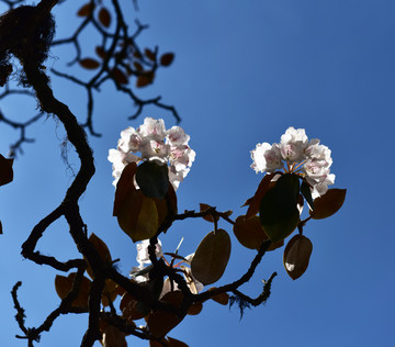 杜鹃花 索玛花