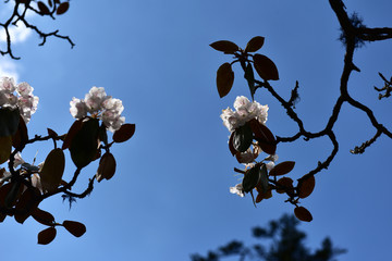 杜鹃花 索玛花