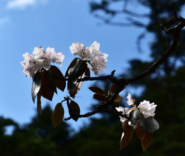 杜鹃花 索玛花